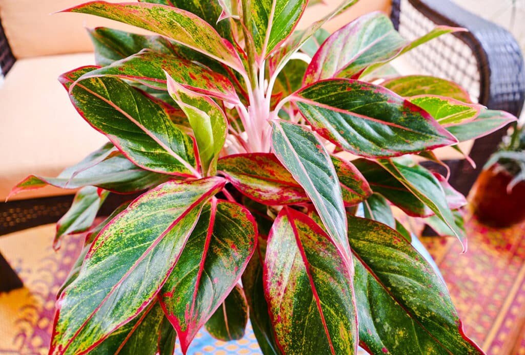 Aglaonema  Siam  Aurora  Aglaonema  Lipstick  Plants Image   Aglaonema  Siam  Aurora  Aglaonema  Lipstick  Plants Image